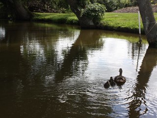 Ducks enjoying the pool at Trotting Mare Caravan Park, in Overton, near Wrexham